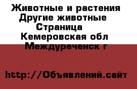 Животные и растения Другие животные - Страница 3 . Кемеровская обл.,Междуреченск г.